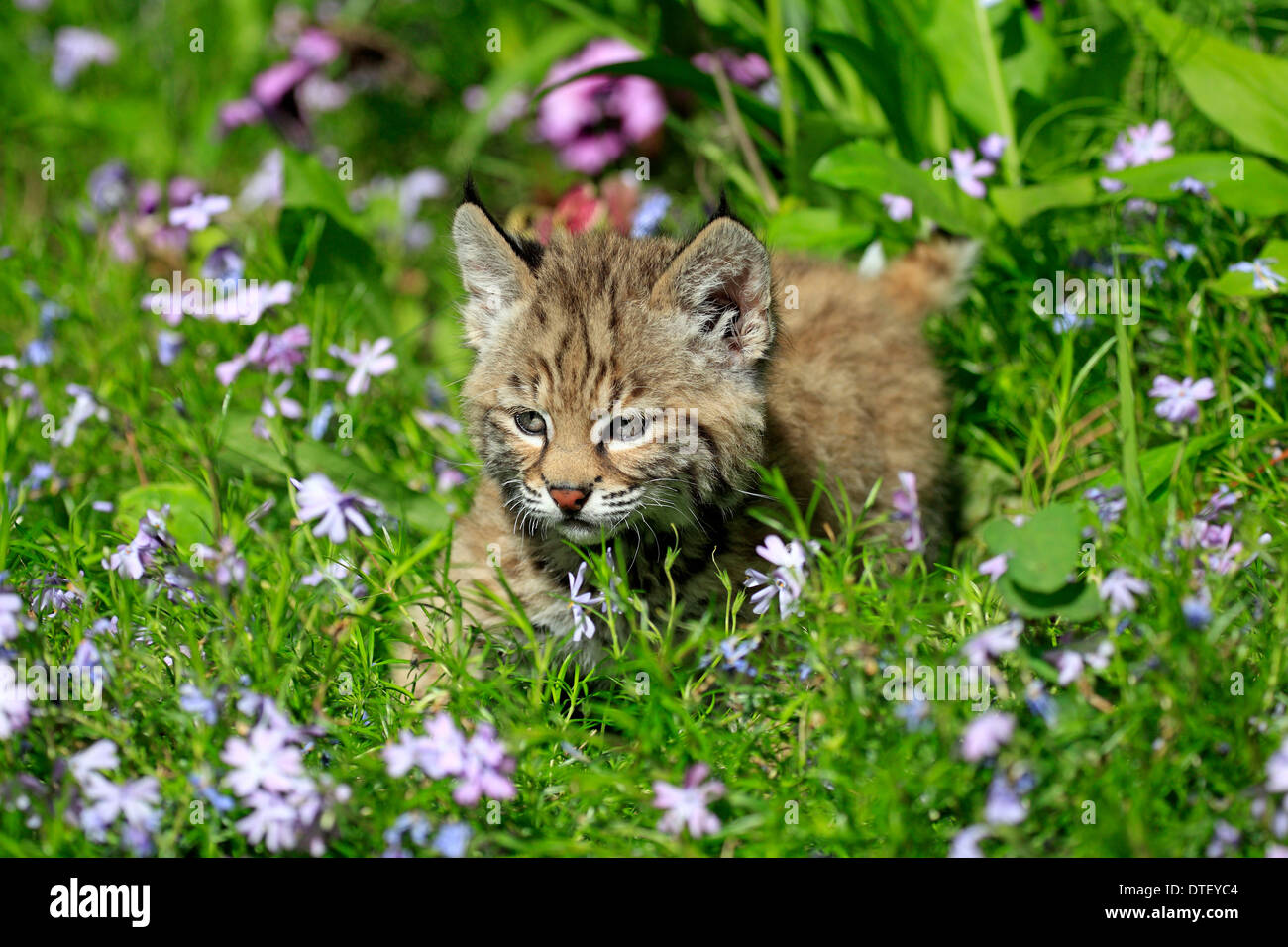 Bobcat, CUB, 8 semaines / (Lynx rufus, Felis rufa) Banque D'Images