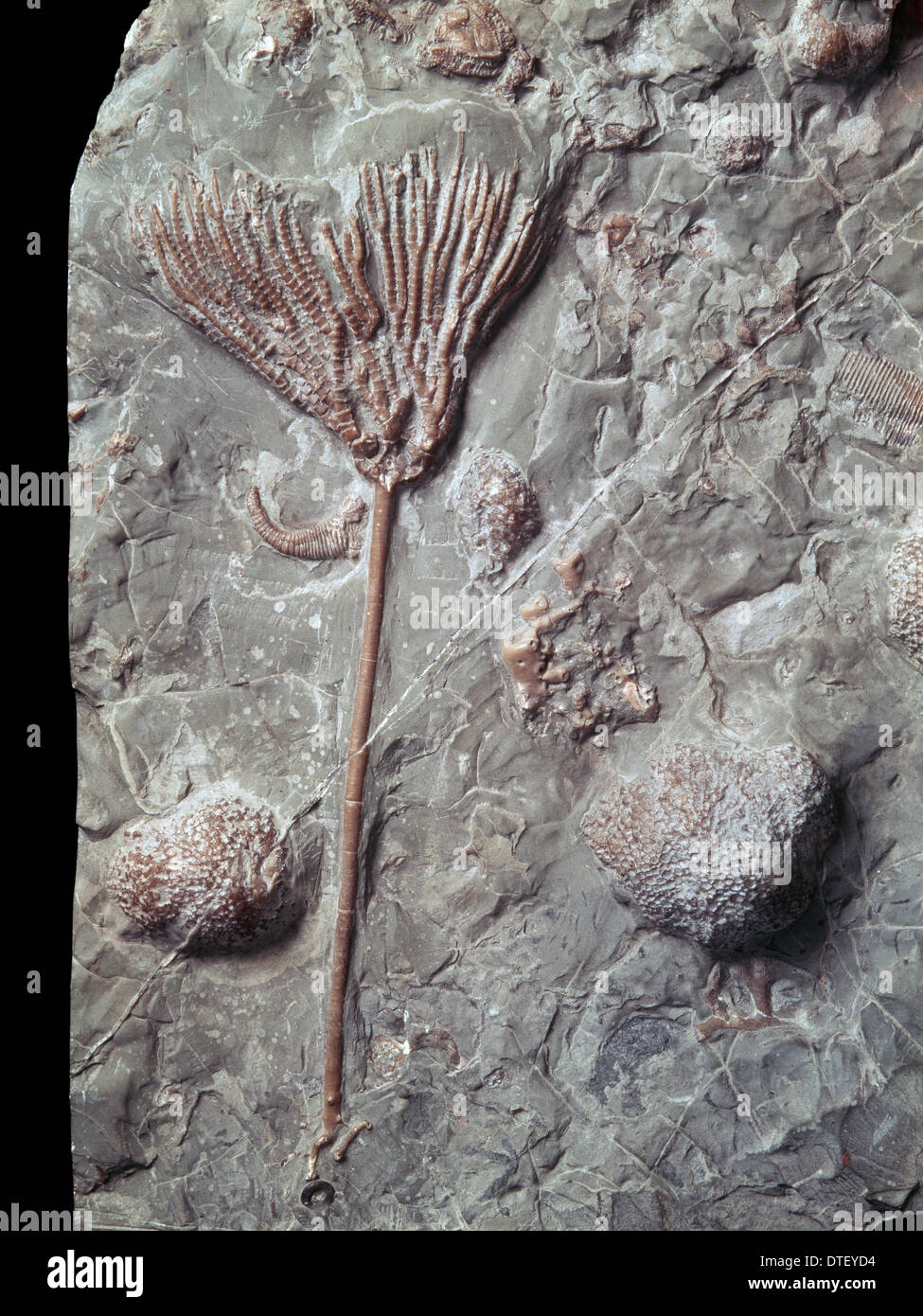 Crinoïde, Gissocrinus Banque D'Images