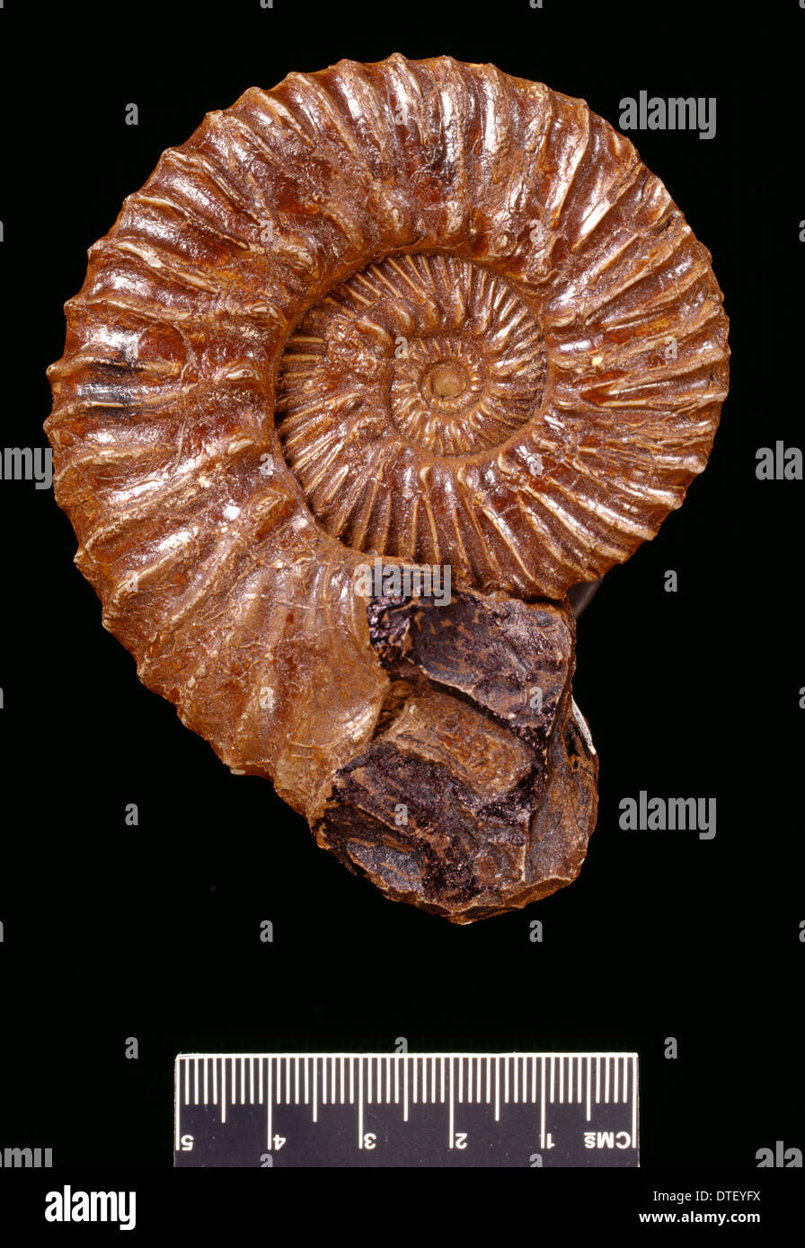 Ammonites Aulacostephanus autissiodorensis, Banque D'Images