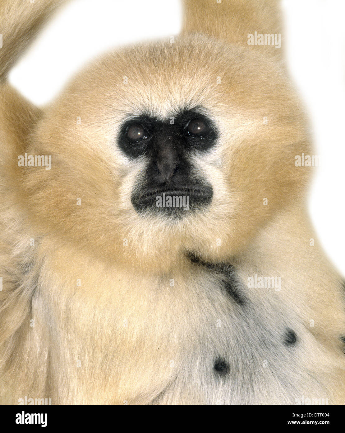 Hylobates concolor, gibbon à crête Banque D'Images