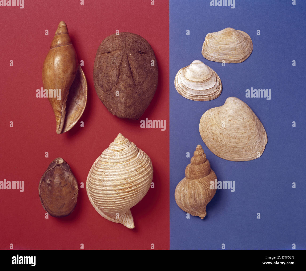 Coquillages fossiles Banque D'Images