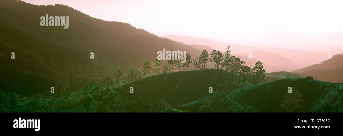 Les champs de thé, Sri Lanka Banque D'Images