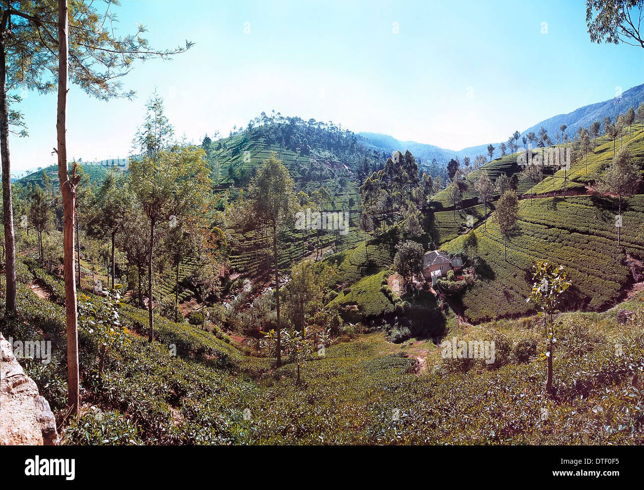 Les champs de thé, Sri Lanka Banque D'Images