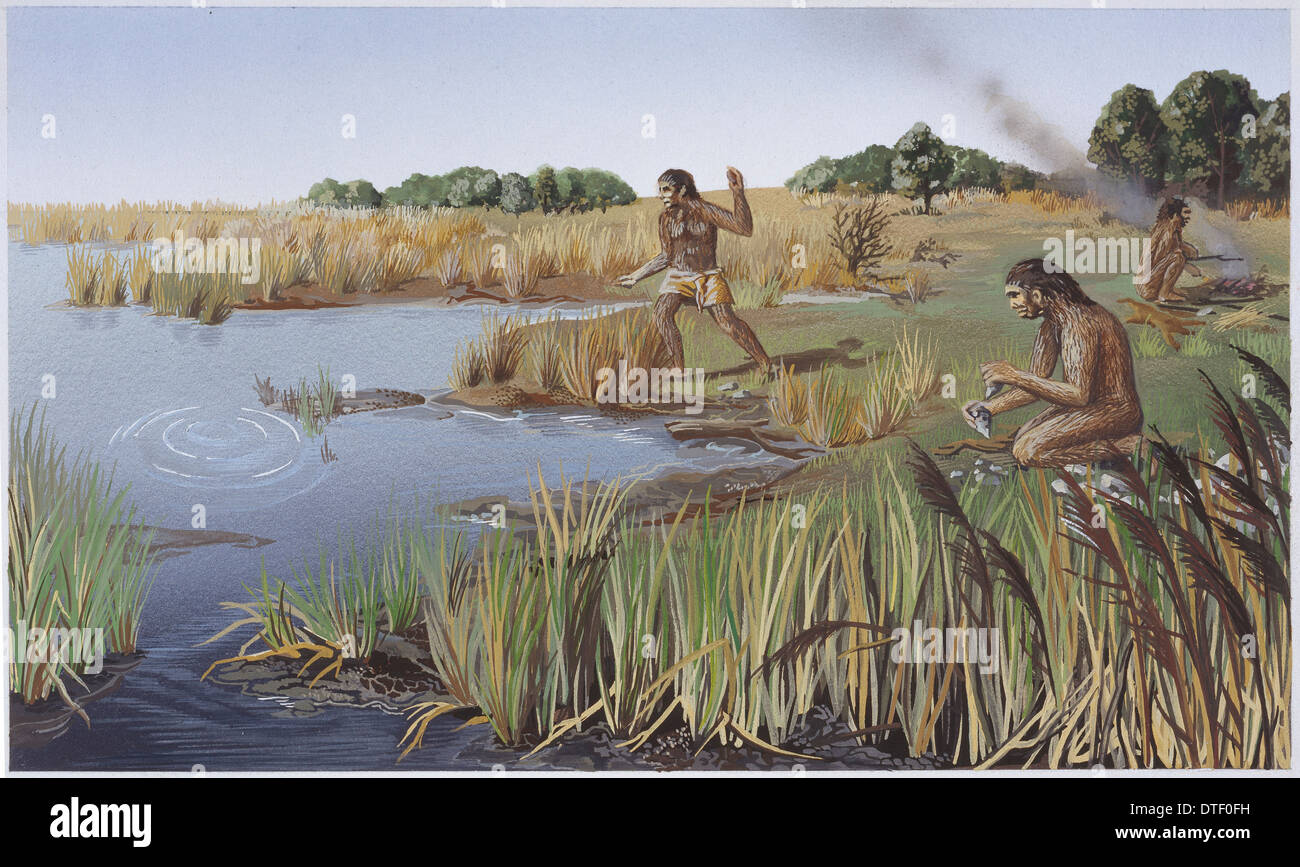 L'Homo erectus, l'homme Acheulian Banque D'Images