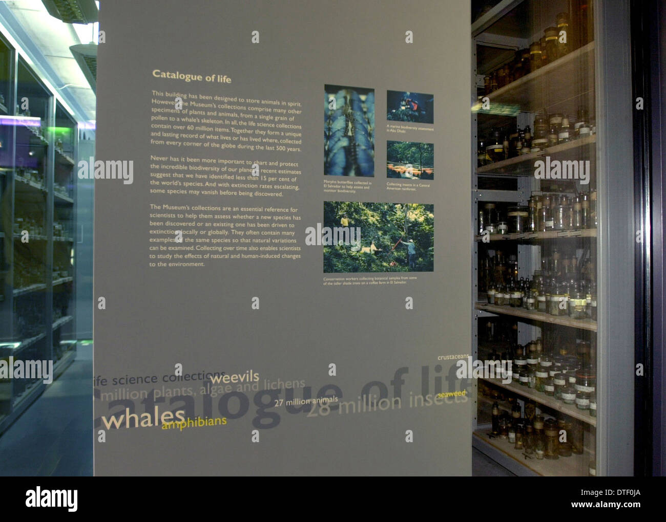 Panneau d'exposition sur l'affichage dans le centre de Darwin Banque D'Images