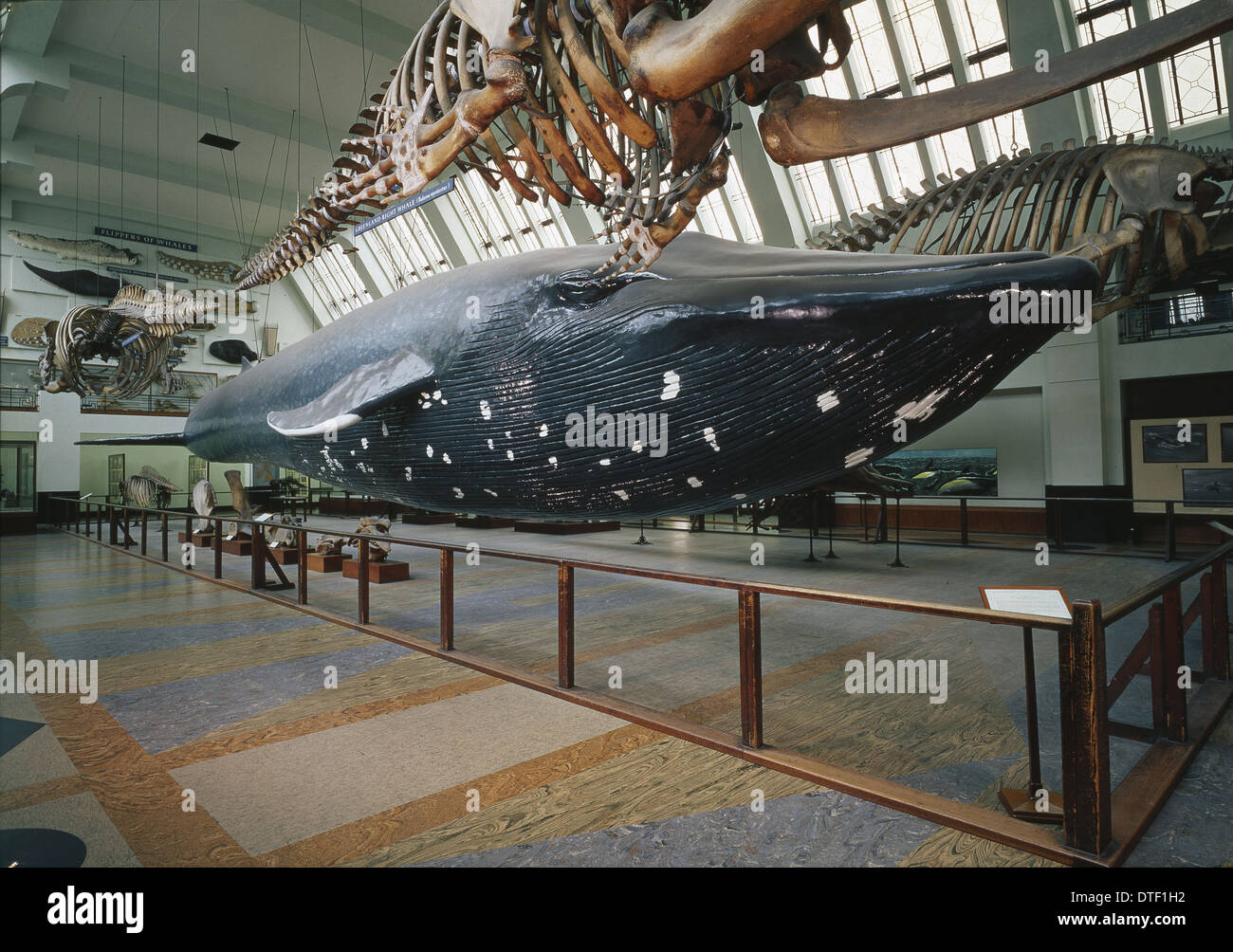 L'exposition sur la baleine bleue Banque D'Images