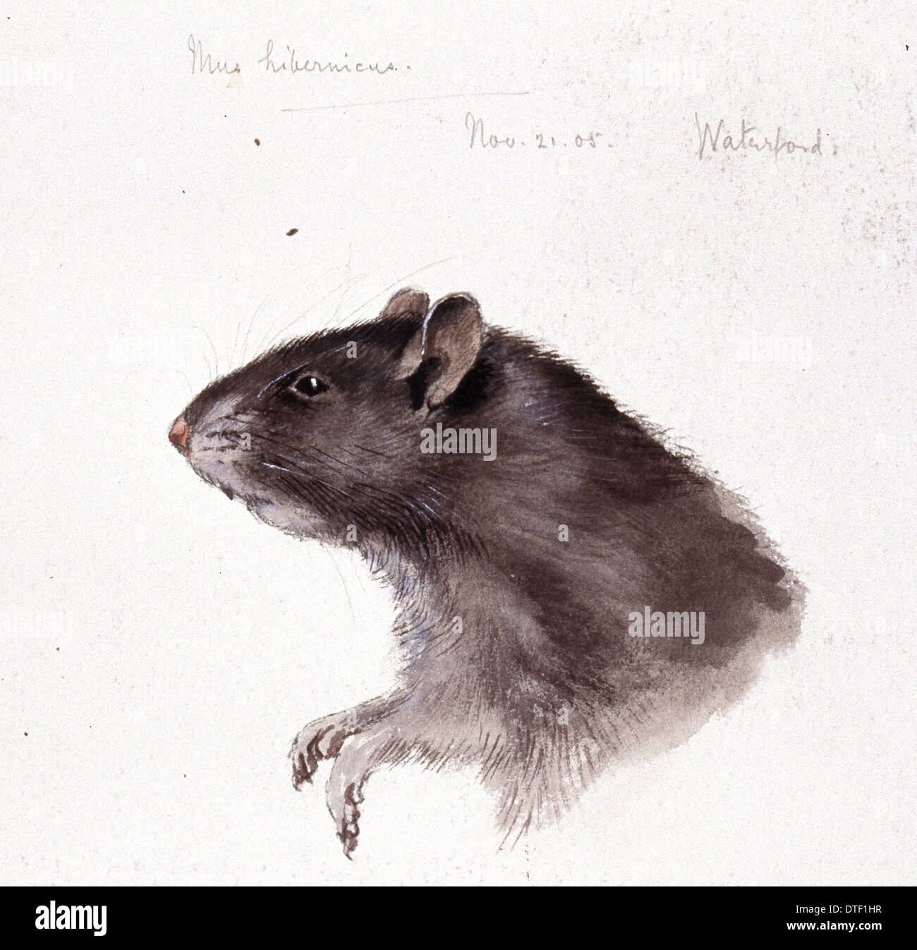 Black rat illustration Banque de photographies et d’images à haute ...
