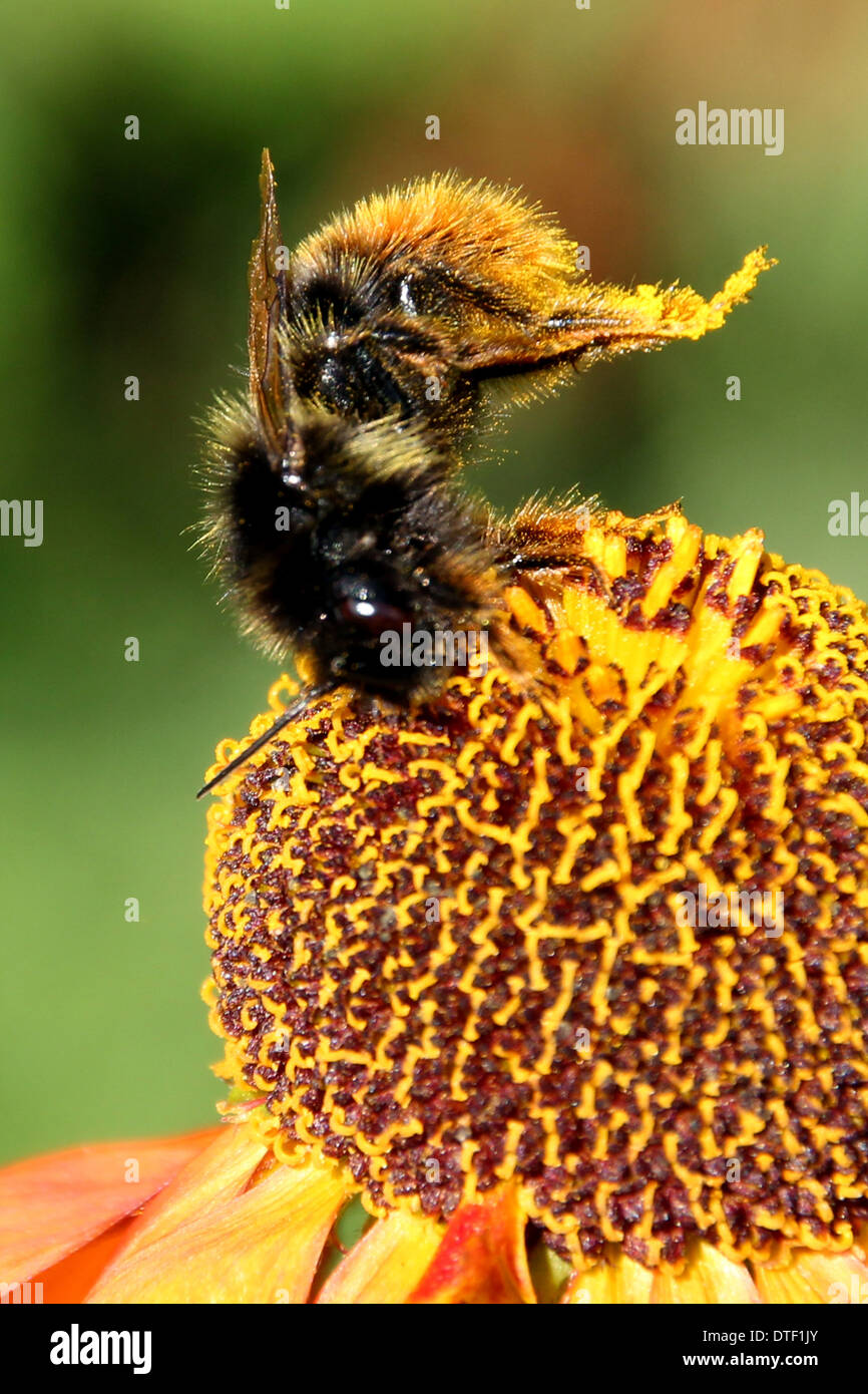 Cerf chamois bourdon la collecte du pollen et d'alimentation sur une fleur helenium( 4 d'une série de 4) Banque D'Images