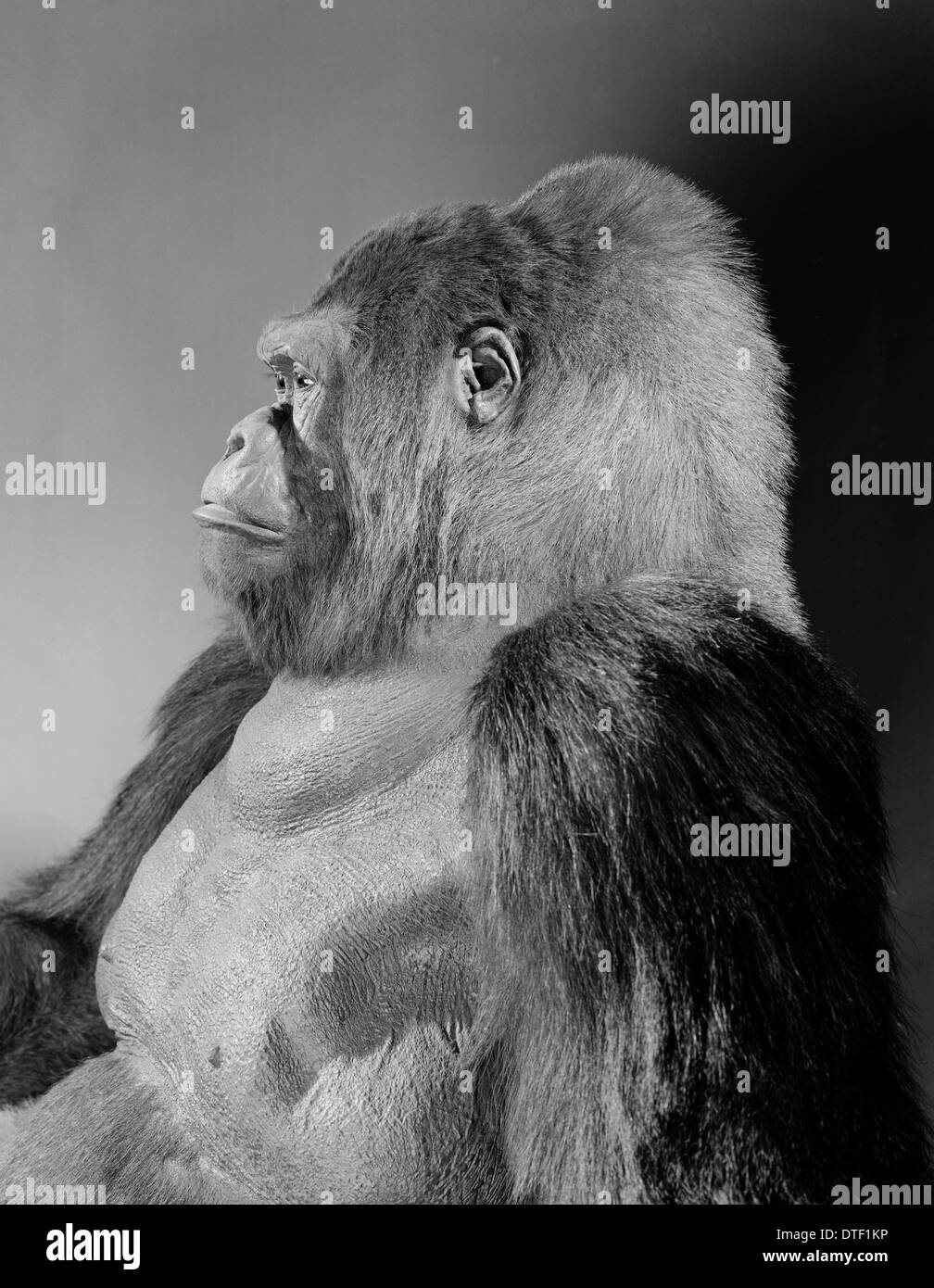 Gorilla gorilla gorilla, Gorille de plaine de l'ouest Banque D'Images