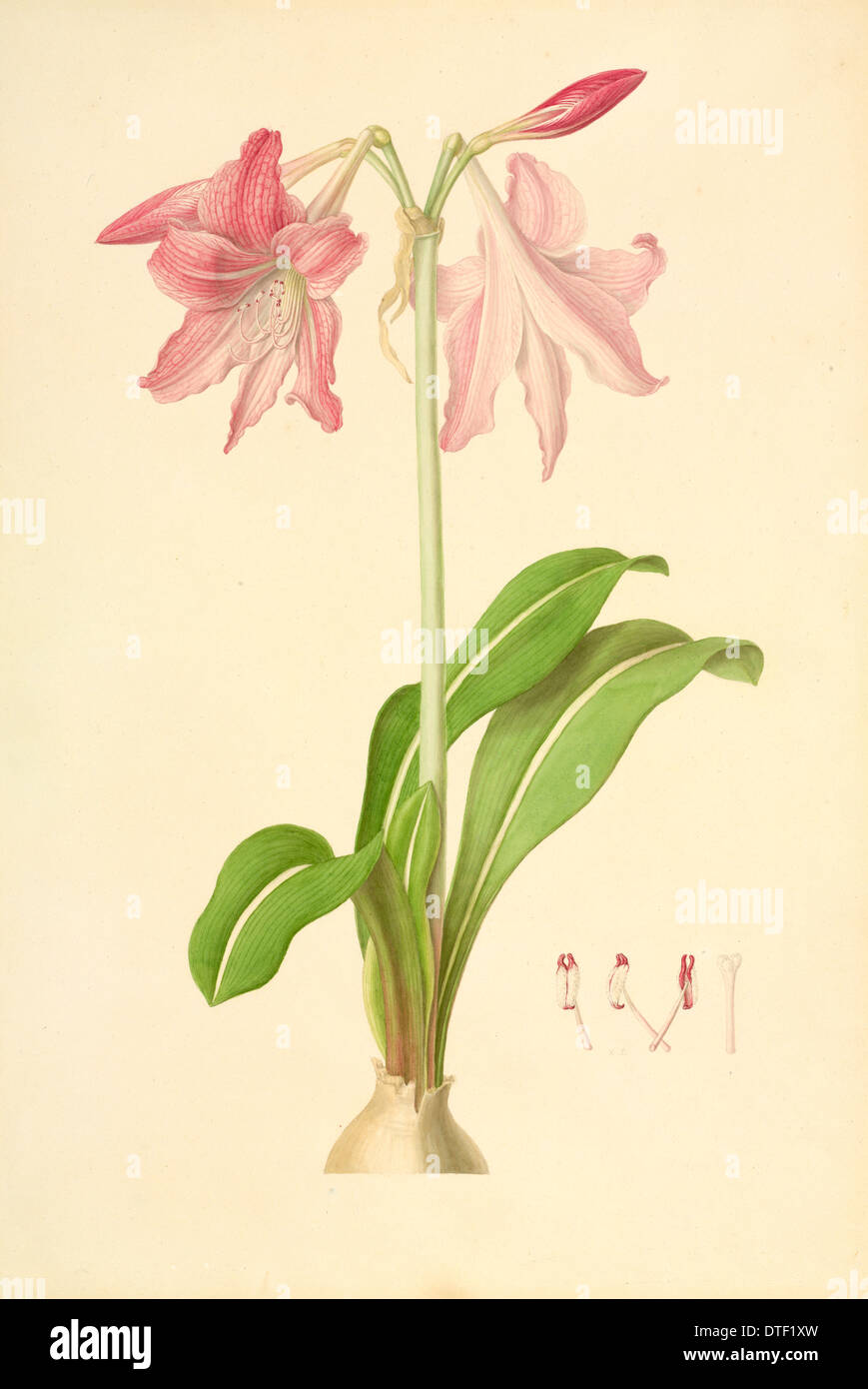 Amaryllis Hippeastrum, Néerlandais Banque D'Images