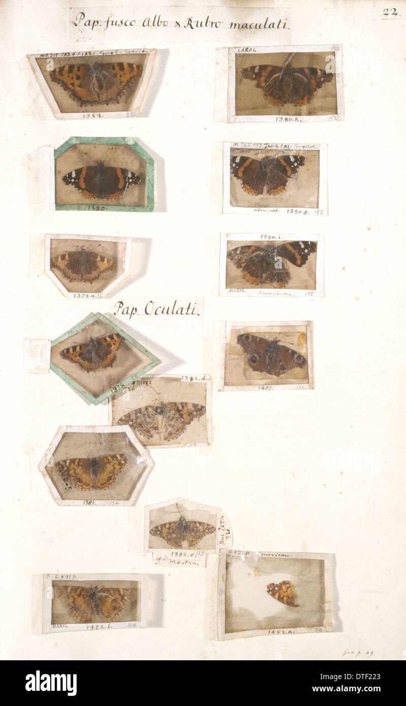 Collection d'insectes par James Petiver (1663-1) Banque D'Images