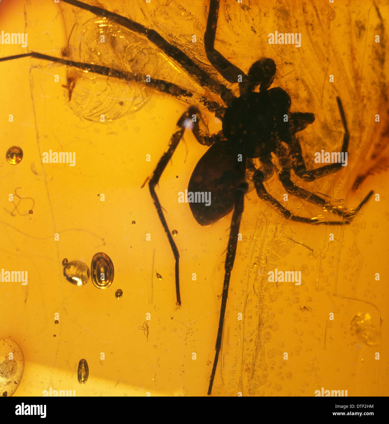 Abliguritor niger, araignée fossile dans l'Ambre Banque D'Images