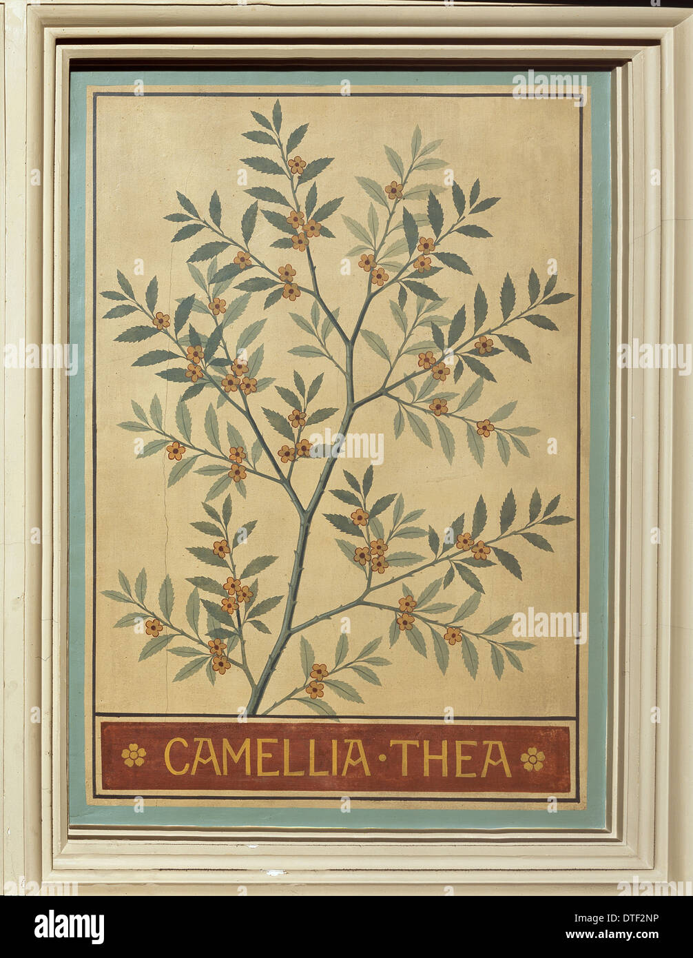 Camellia thea, plateau Banque D'Images