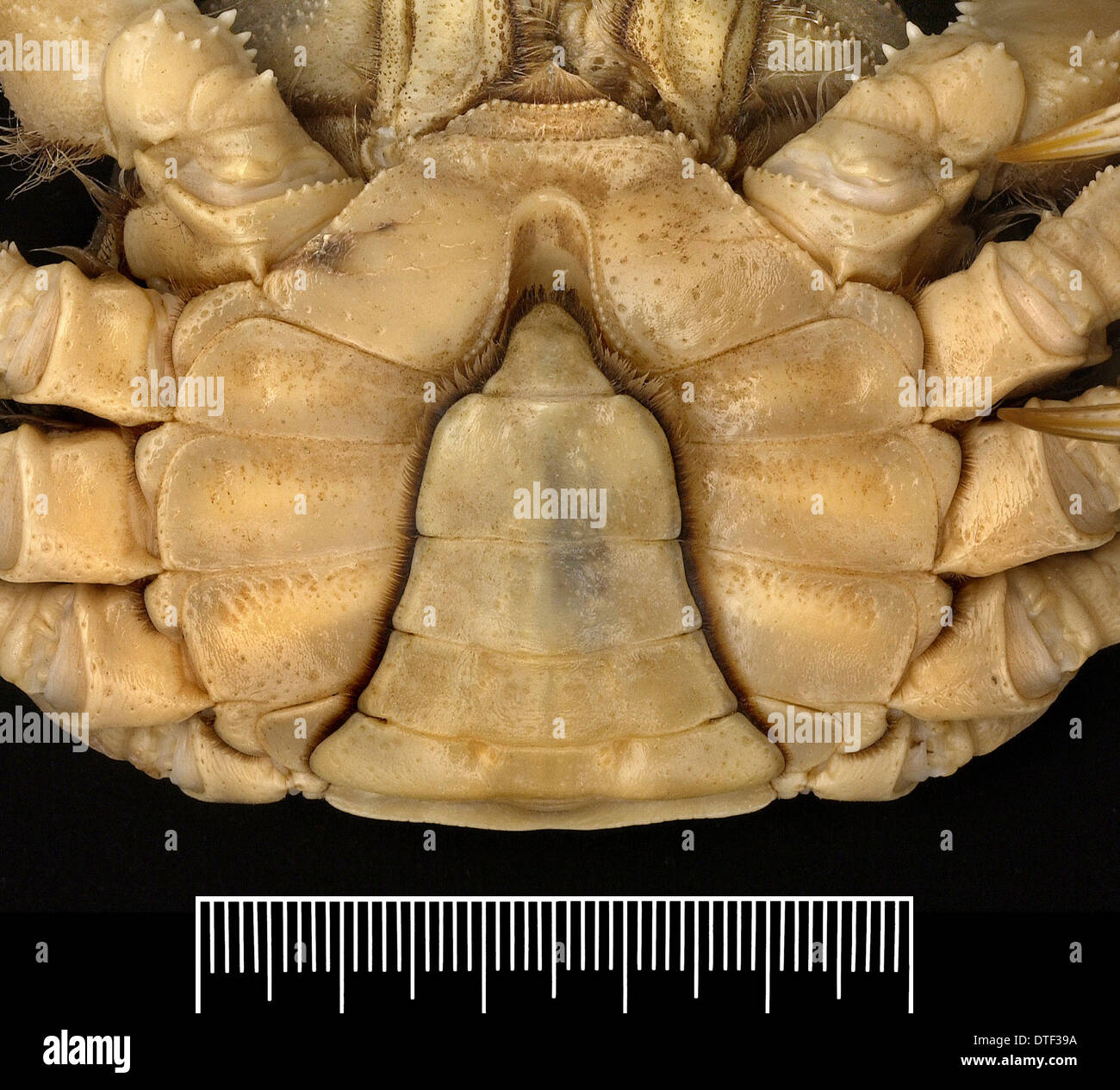 Eriocheir sinensis, crabe chinois Banque D'Images
