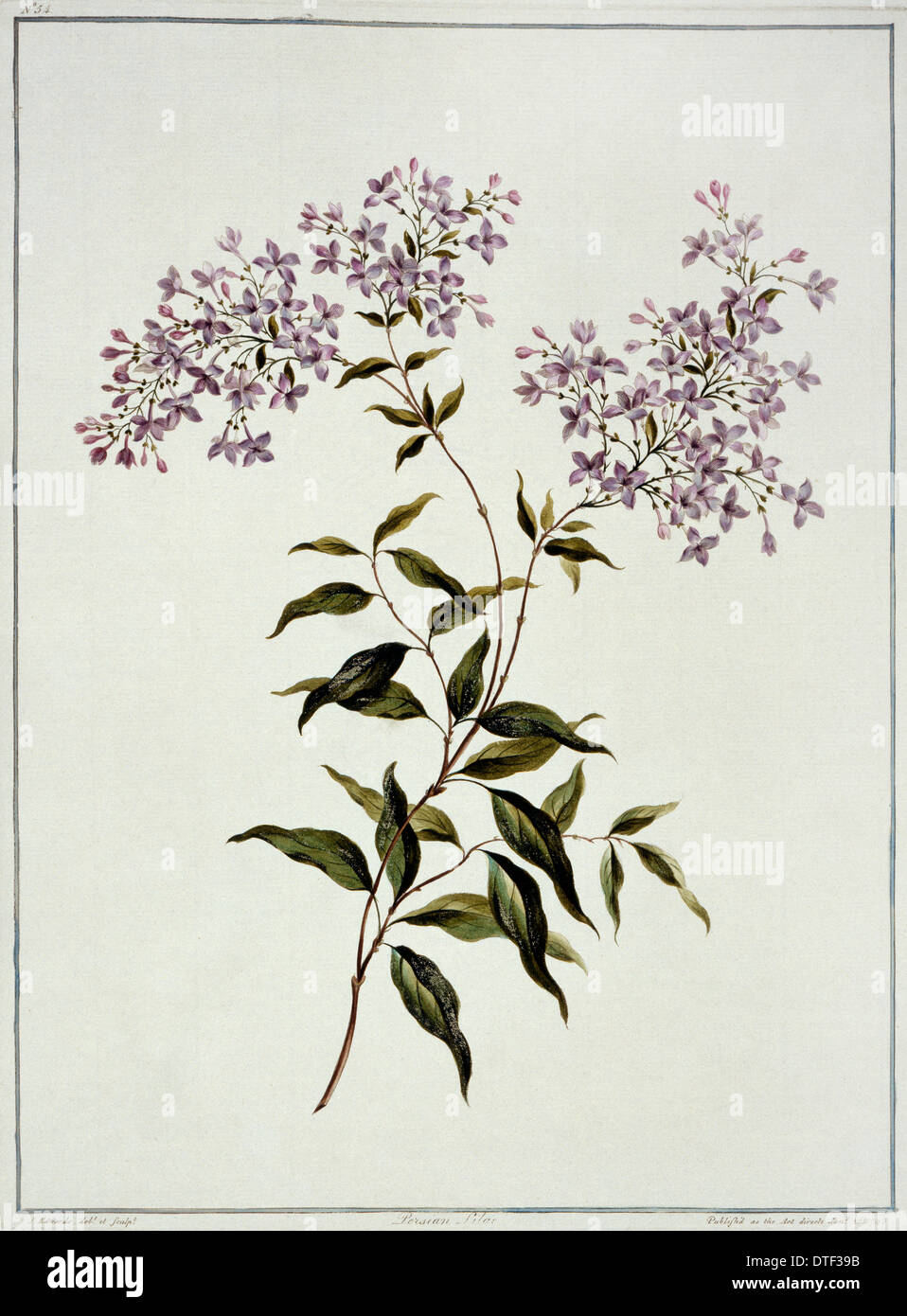 Syringa persica, lilas de Perse Banque D'Images
