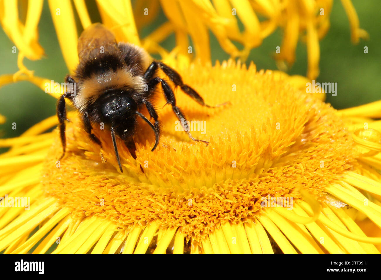 Cerf chamois bumblebee se nourrissent d'une fleur jaune inula(3 d'une série de 5) Banque D'Images
