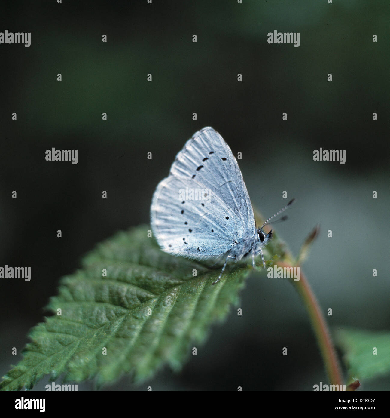 Celastrina argiolus, Holly blue butterfly Banque D'Images