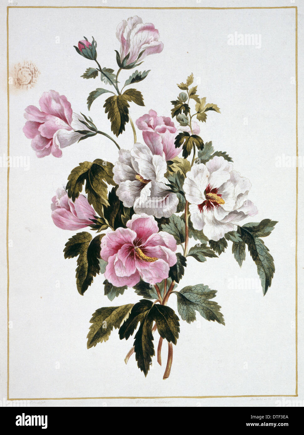 Folio 69 à partir d'une collection de fleurs par John Edwards Banque D'Images