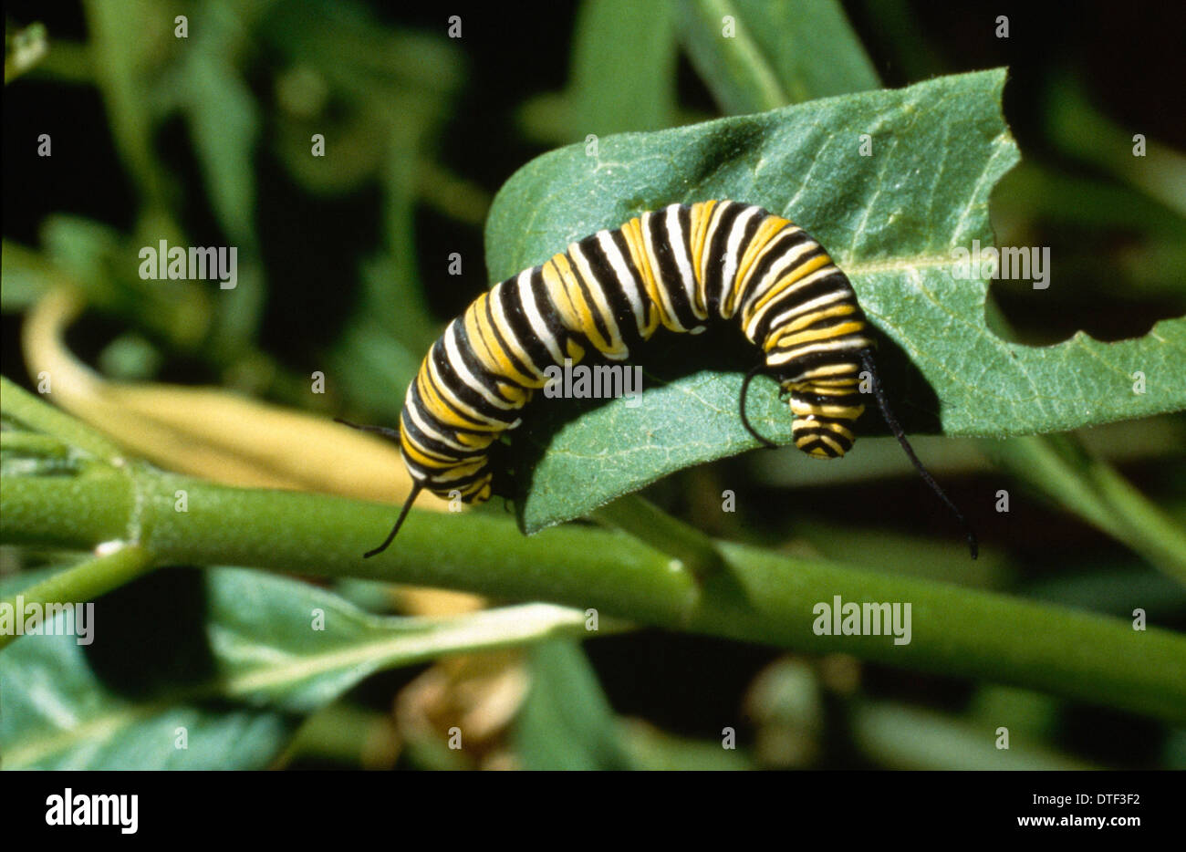 Monarque, Danaus plexippus Caterpillar Banque D'Images