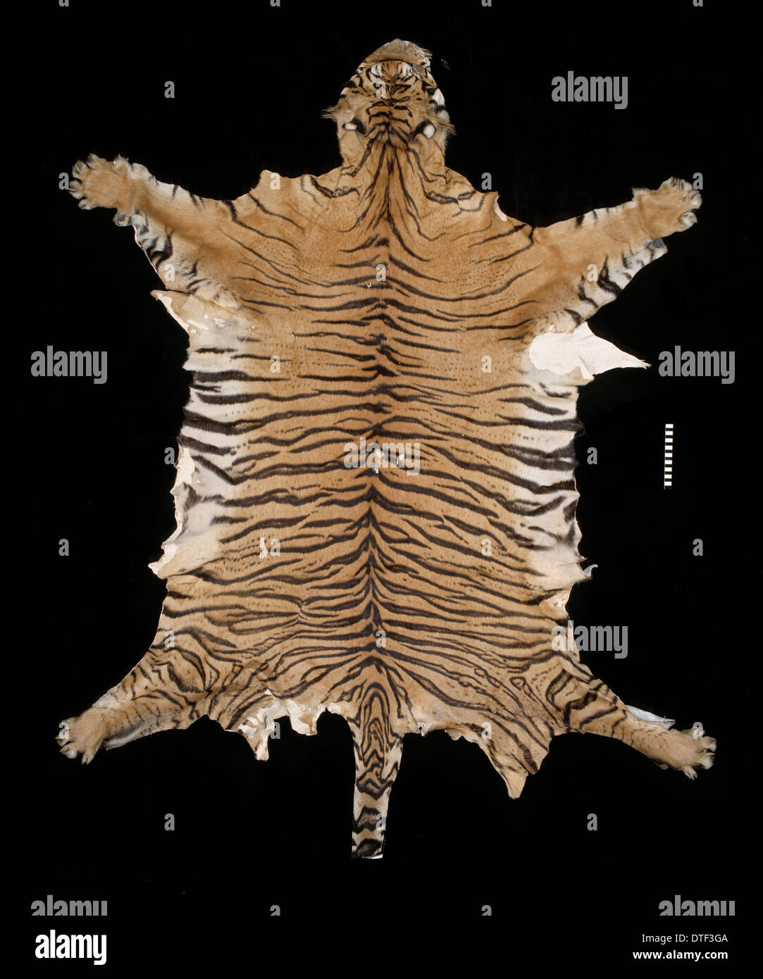 Panthera tigris sondaica, Javan tiger Banque D'Images