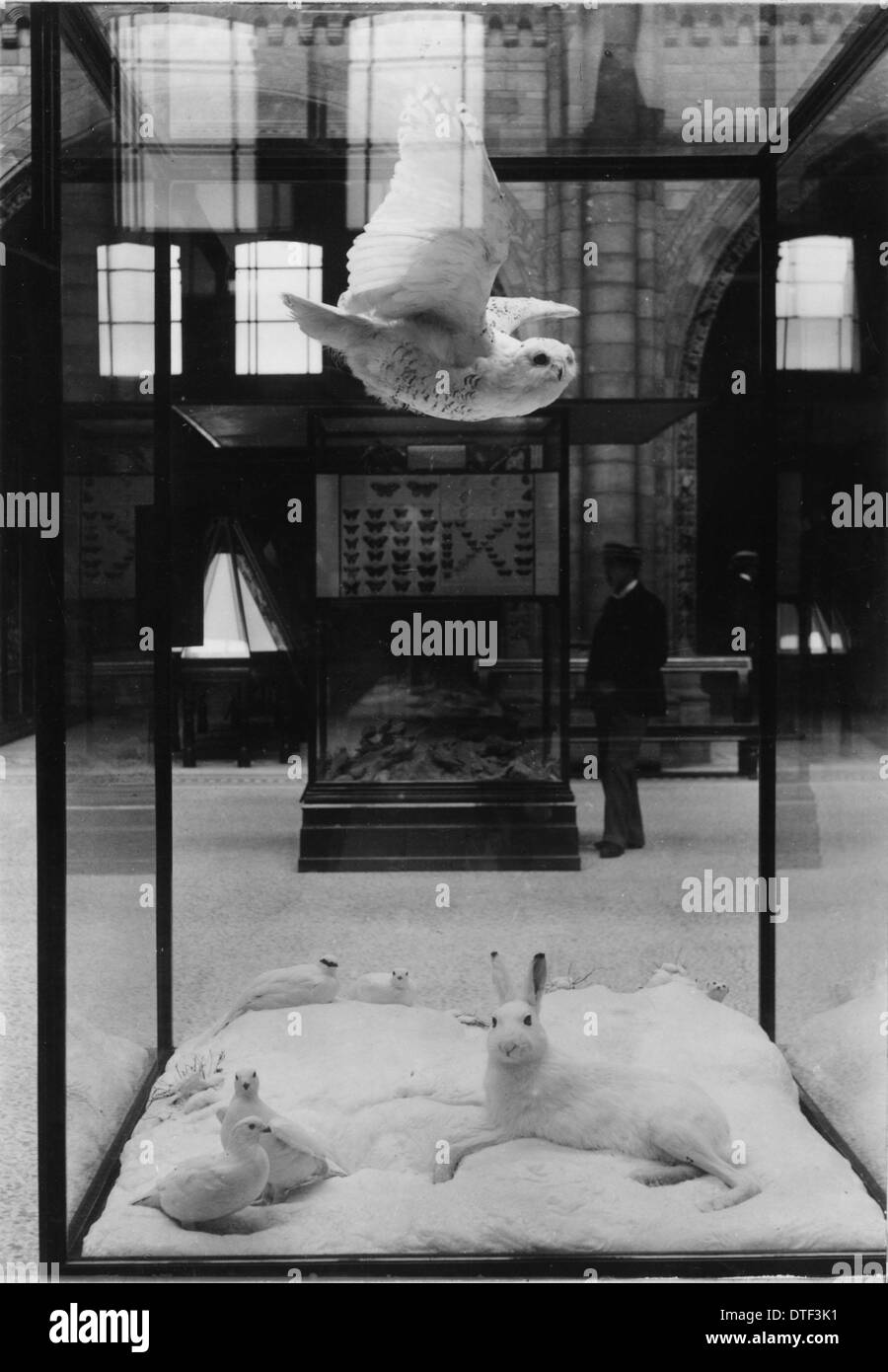 Animaux en plumage d'hiver, Novembre 1897 Banque D'Images