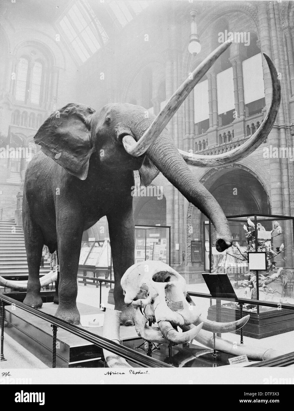 L'éléphant d'Afrique dans le centre de Hall, Février 1910 Banque D'Images