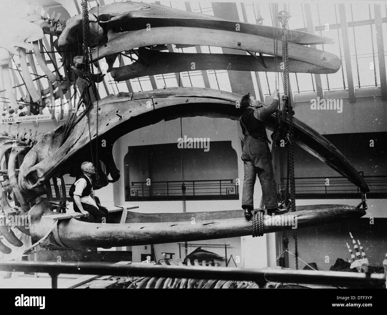 Les hommes dans les mâchoires de la baleine, 1934 Banque D'Images