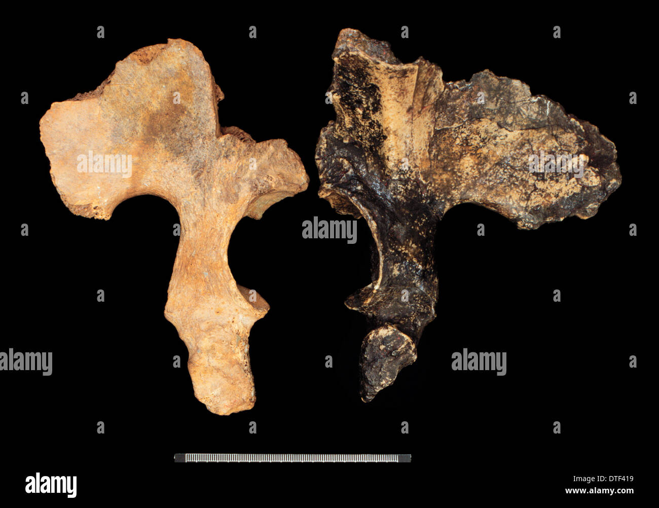 L'Homo heidelbergensis (Broken Hill) et l'Homo erectus bassin (OH28) Banque D'Images