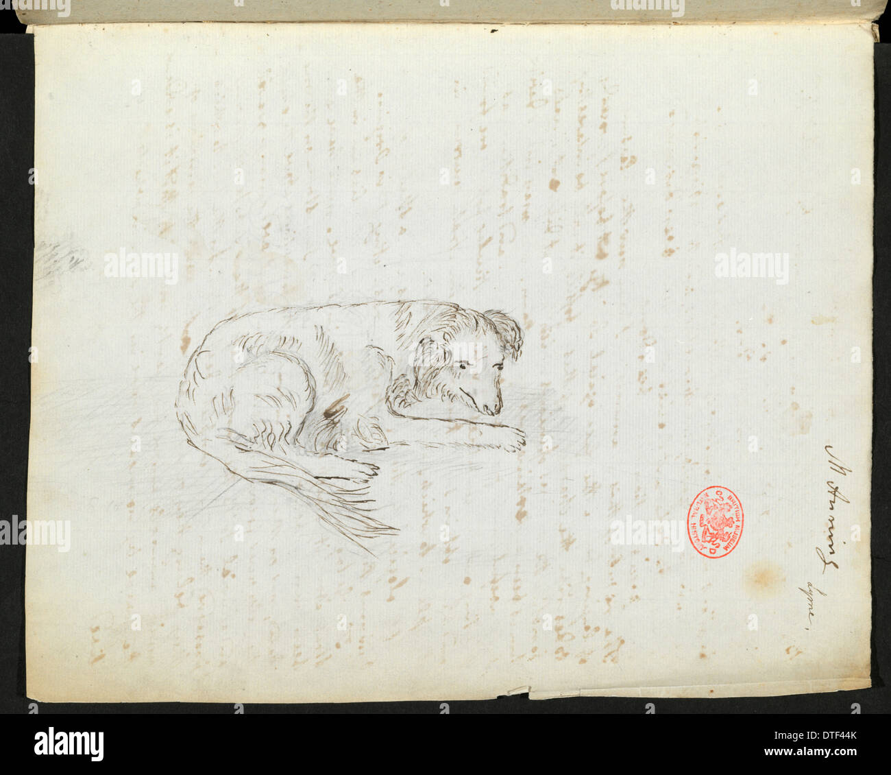 Canis lupus familiaris, chien Banque D'Images