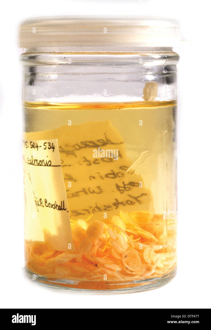 Parasite copépode Banque D'Images