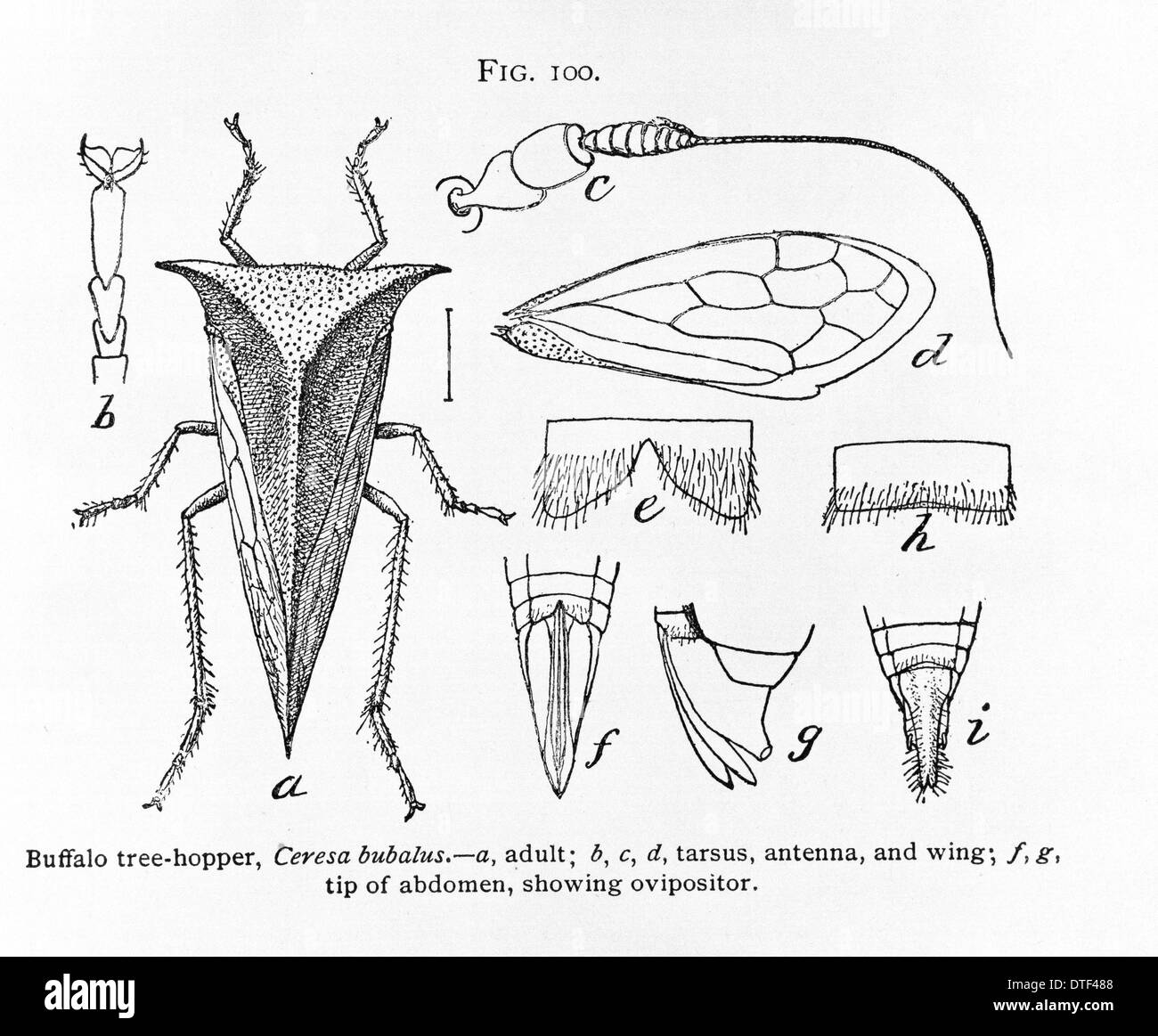 Fig 100. Ceresa bubalus, buffalo tree-bac Banque D'Images