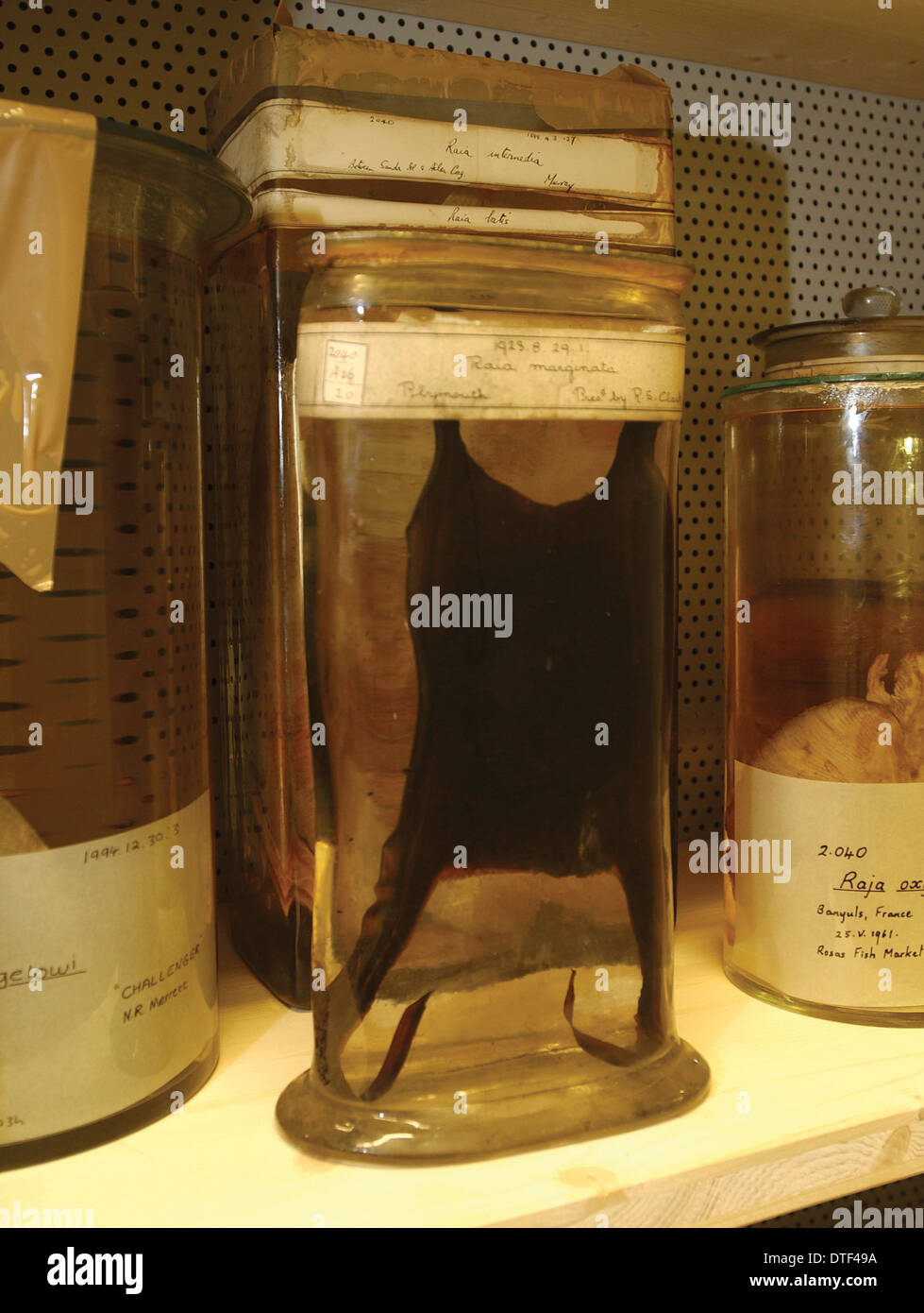 Raja marginata, cas d'oeufs skate Banque D'Images