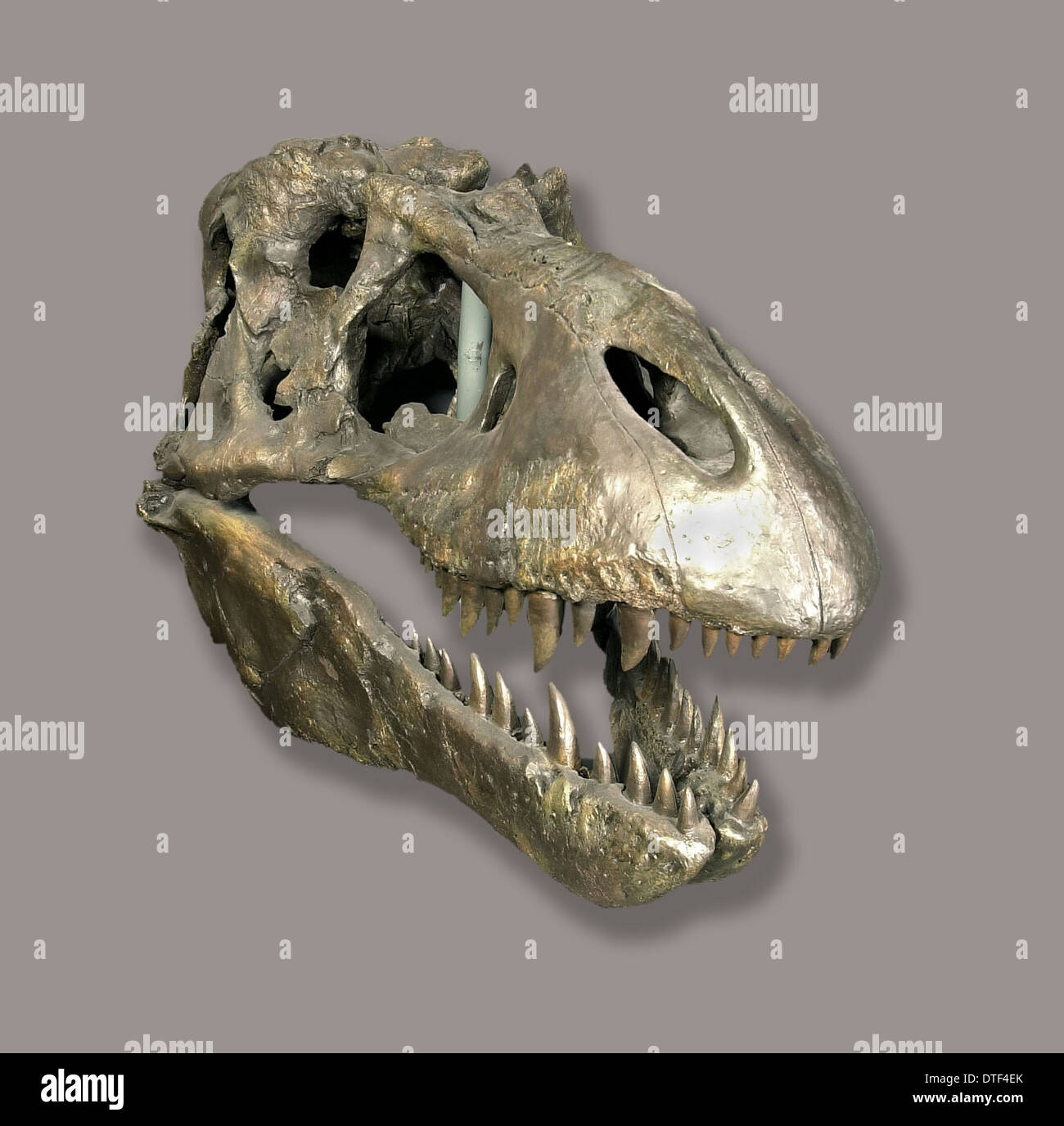 Tyrannosaurus rex anatomy Banque de photographies et d’images à haute — free download