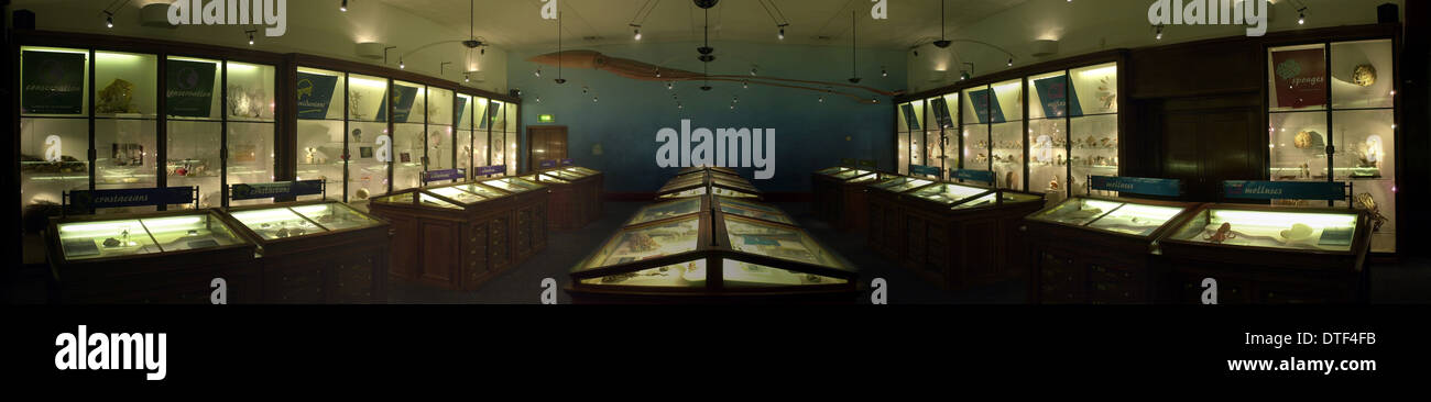 Les invertébrés marins Banque D'Images