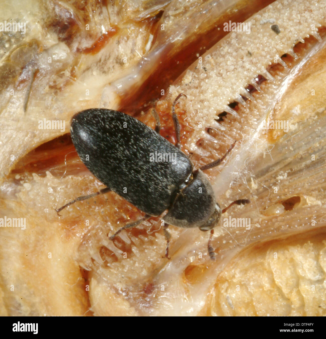 Dermestes maculatus, coléoptère mangeuse de chair Banque D'Images