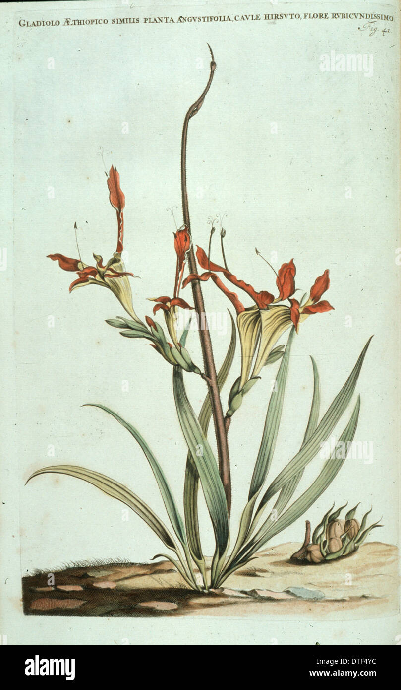 Babiana ringens, queue de rat babiana Banque D'Images