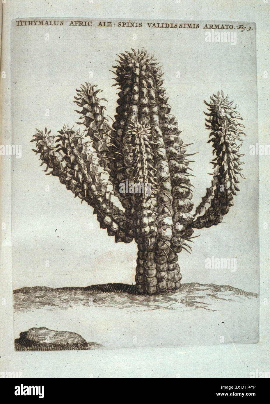 Euphorbia mammillaris euphorbia d'épis de maïs, Banque D'Images