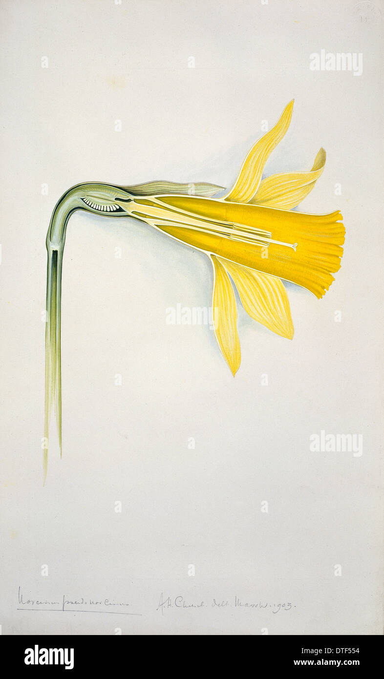 Narcissus pseudonarcissus, jonquille Banque D'Images Narcissus pseudonarcissus, jonquille Banque D'Images