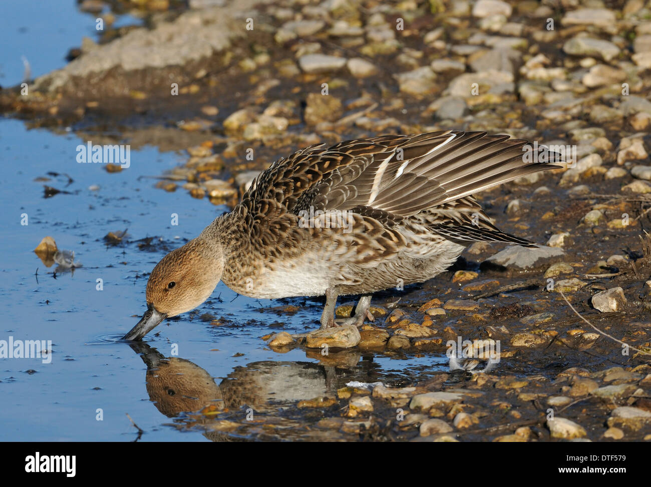 Canard pilet - Anas acuta canard femelle avec réflexion Banque D'Images