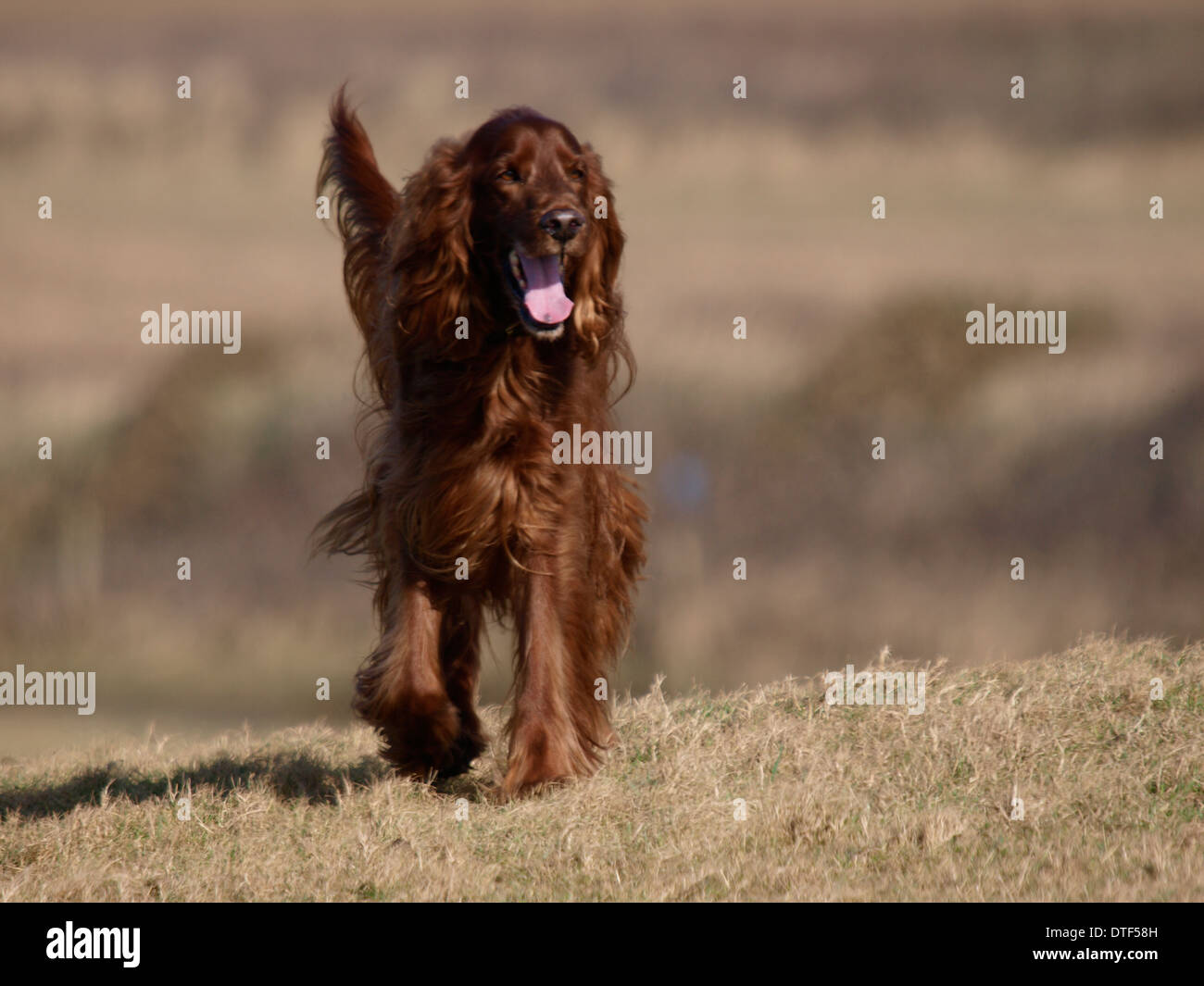 Chien setter rouge Banque D'Images