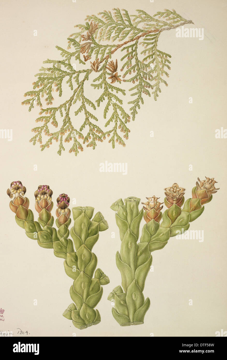 Aquarelle de conifères par Franz Bauer Banque D'Images