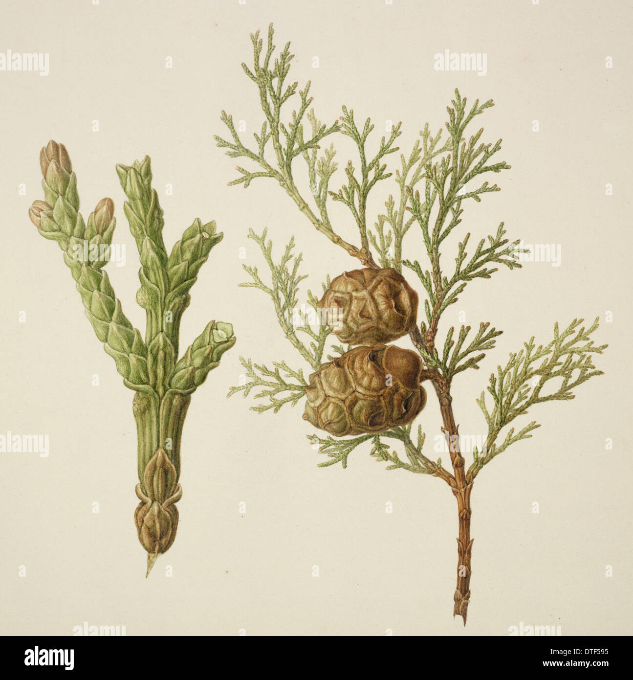 Aquarelle de conifères par Franz Bauer Banque D'Images