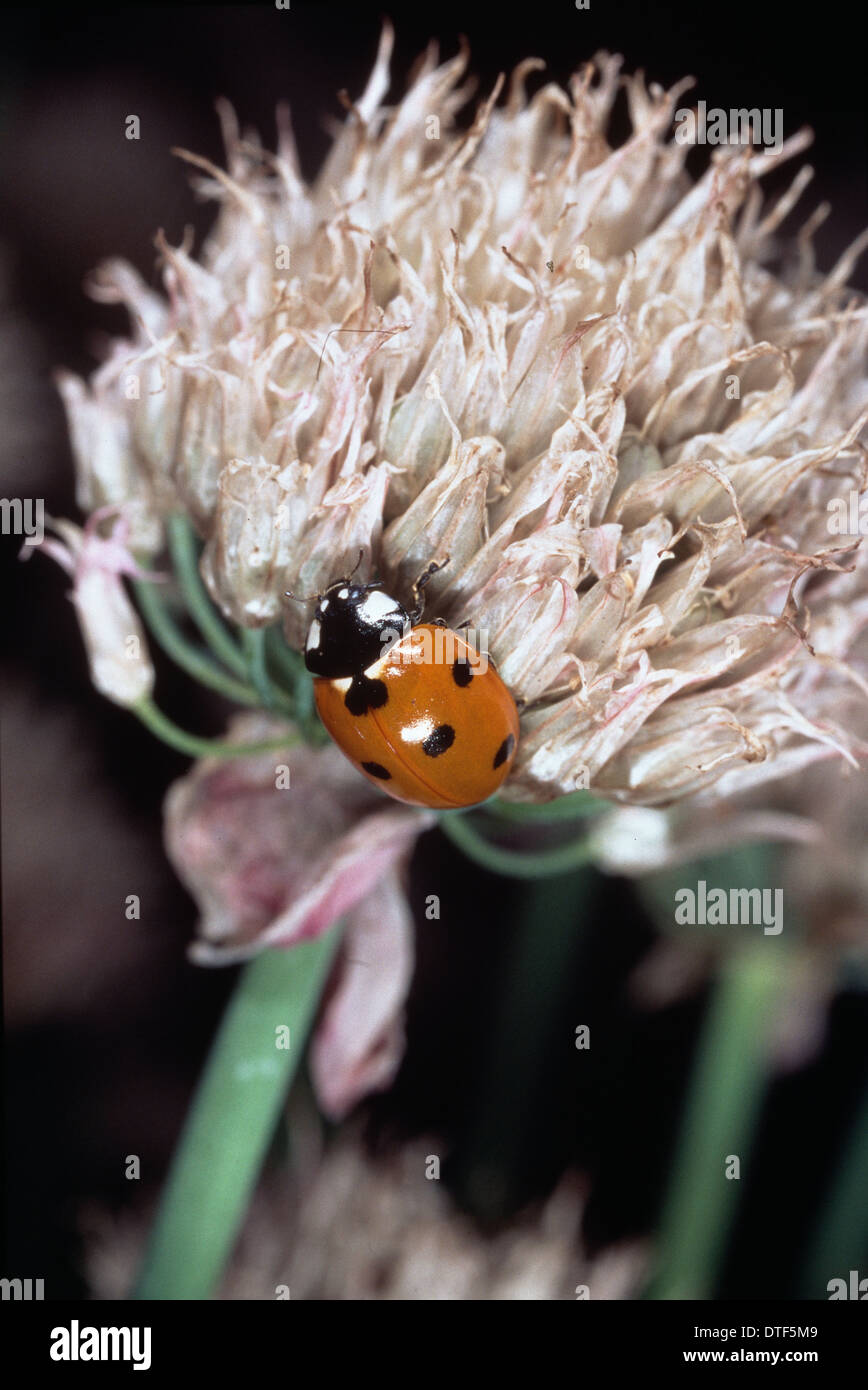 Coccinella 7-punctata, septième place ladybird Banque D'Images