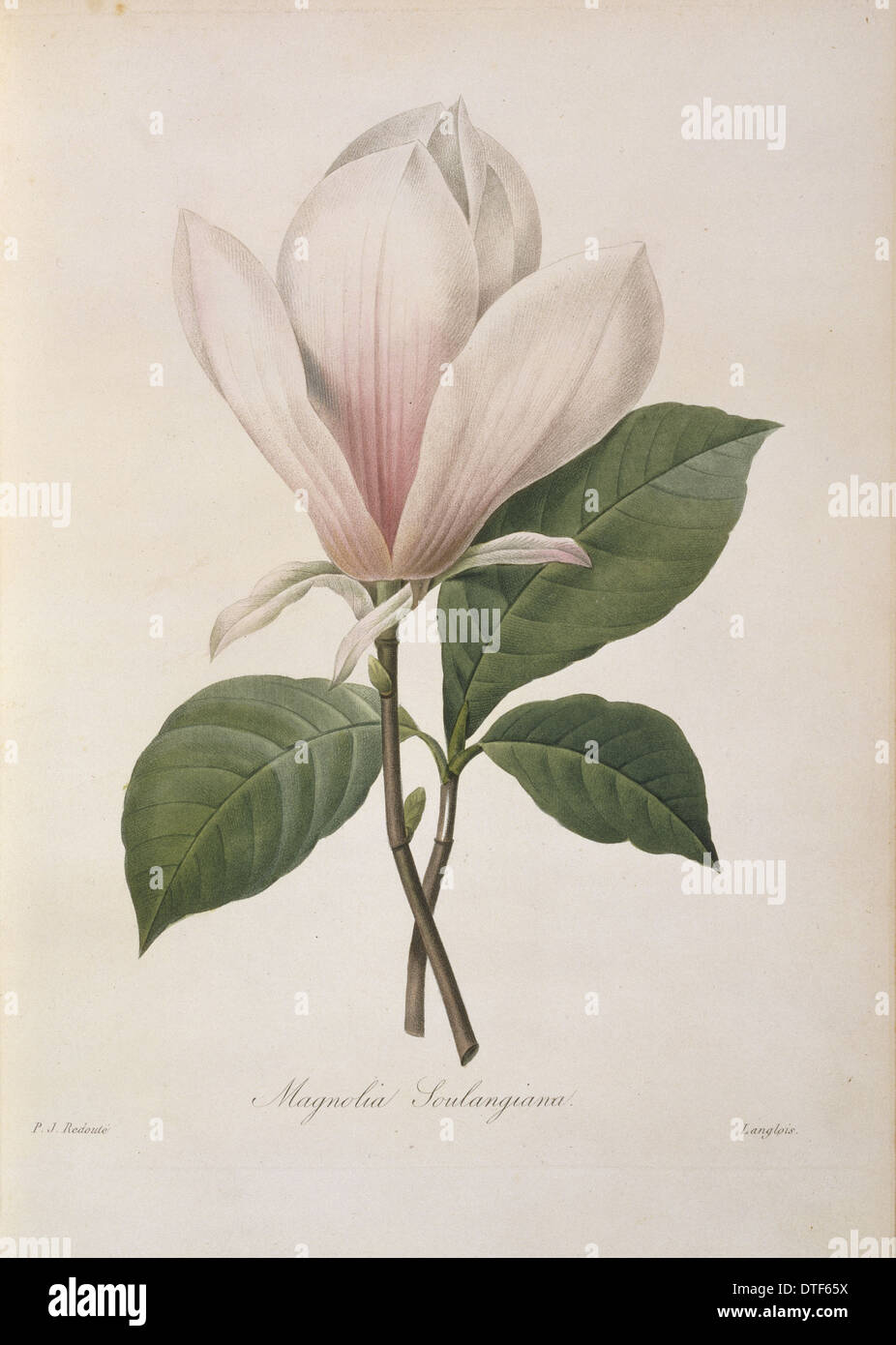 Magnolia magnolia chinois, Lysimachia clethroides Duby Lysimachia fortunei Maxim Banque D'Images