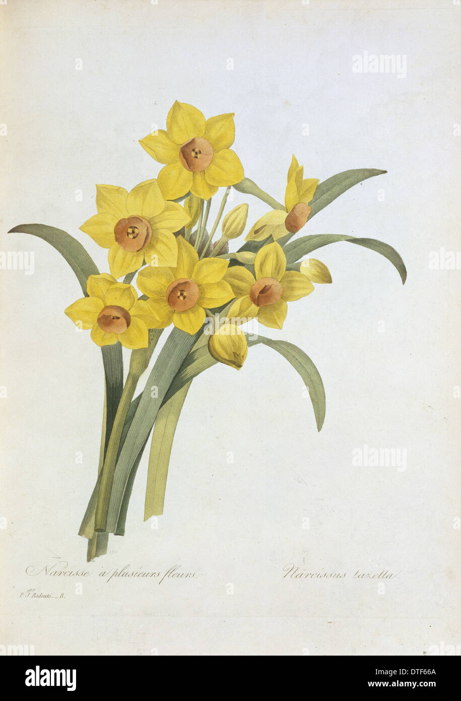 Jonquille Narcissus tazetta, tazetta Banque D'Images Jonquille Narcissus tazetta, tazetta Banque D'Images