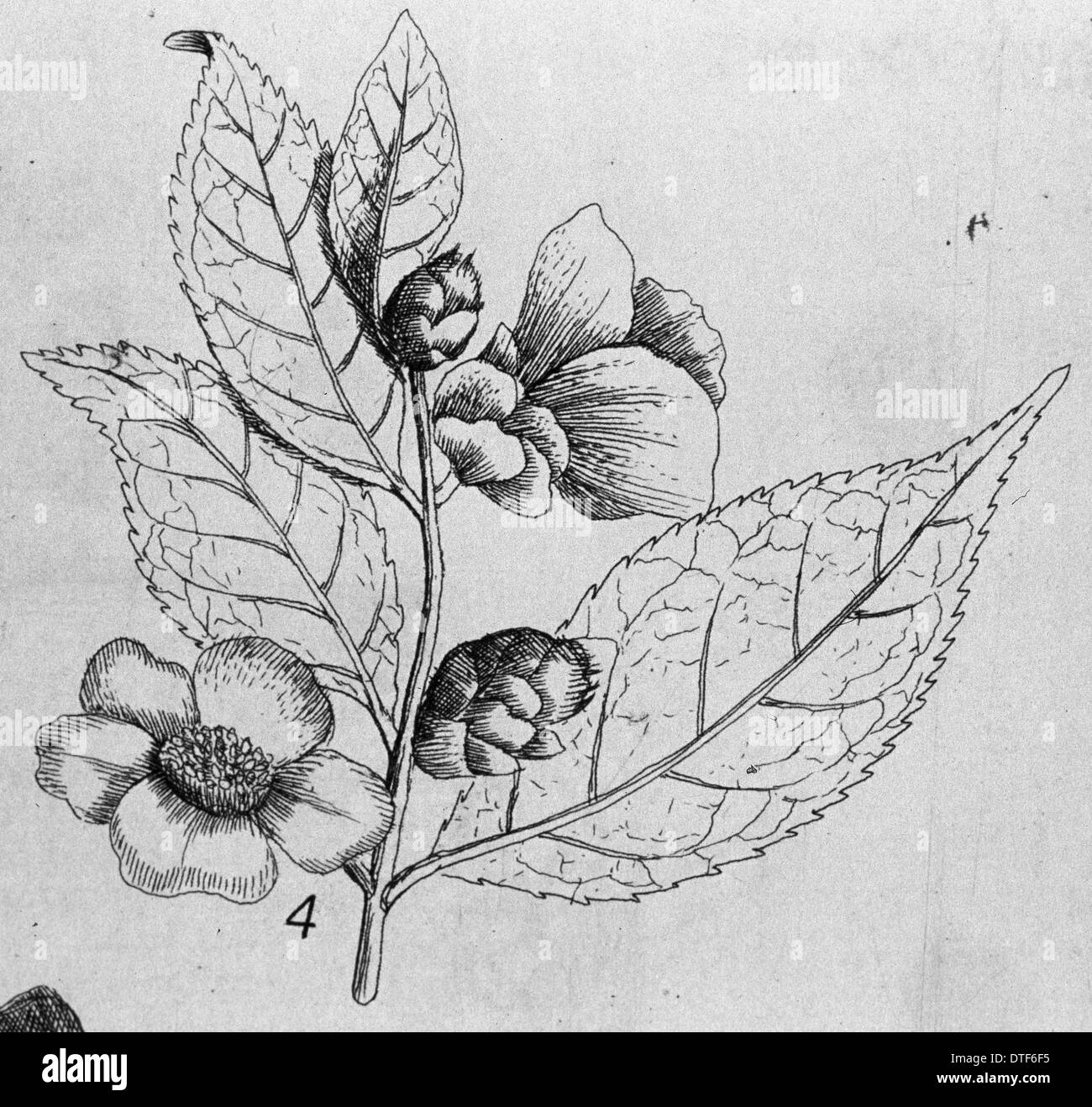 Thea chinensis, plateau Banque D'Images