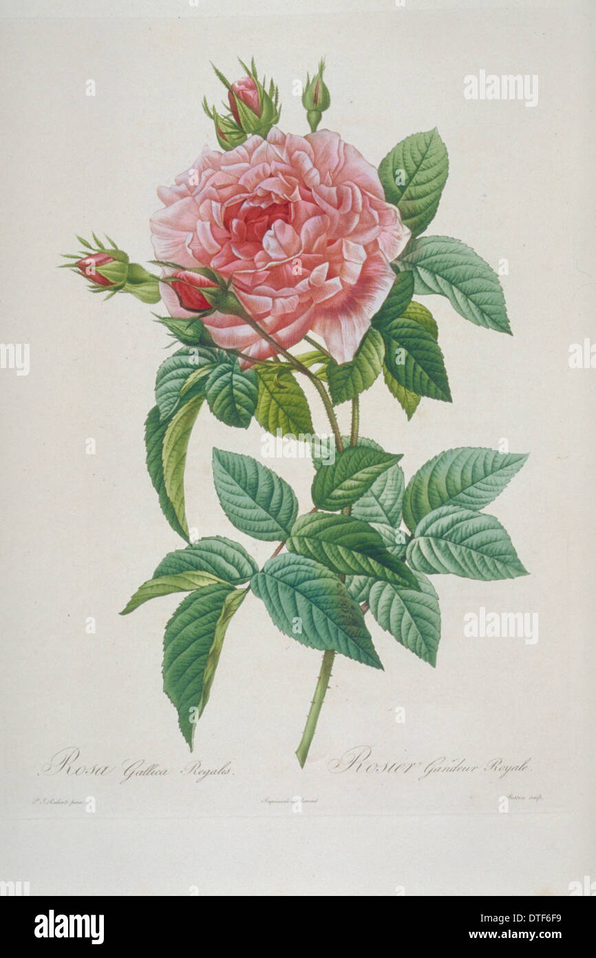 Rosa Gallica regalis, Altesse Royale Rose de Provins Banque D'Images