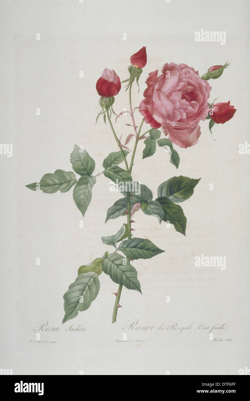 Rosa indica multipetala, centaines de pétales de rose de Chine Banque D'Images