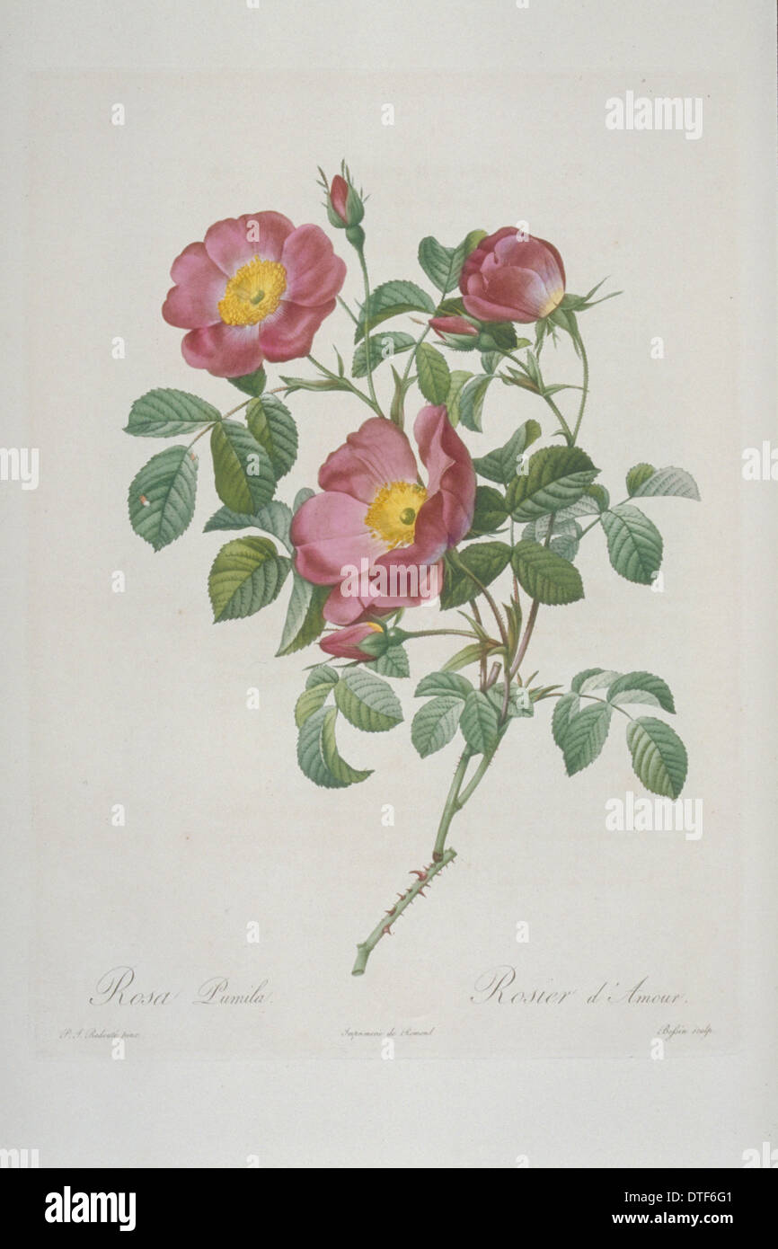 Rosa pumila, rose d'amour Banque D'Images