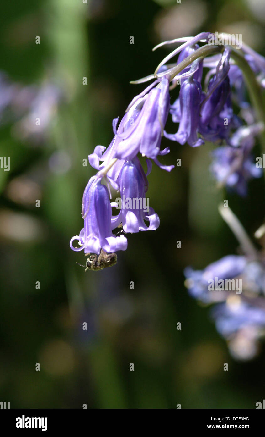 Hyacinthoides, nonscripta bluebell Banque D'Images
